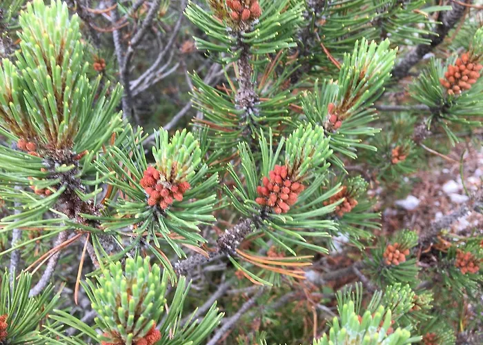 Aparthotel Apart-elisabeth